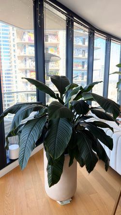 XL Peace Lily (Spathiphyllum) + Luxury Planter | Large Indoor Plant