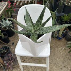 Plants for Sale 