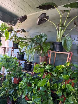 HUGE Houseplants Sale! Tons of Indoor Plants