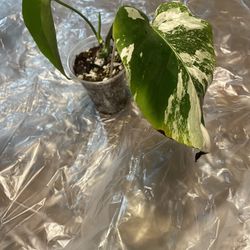 Variegated Monstera Albo Plant