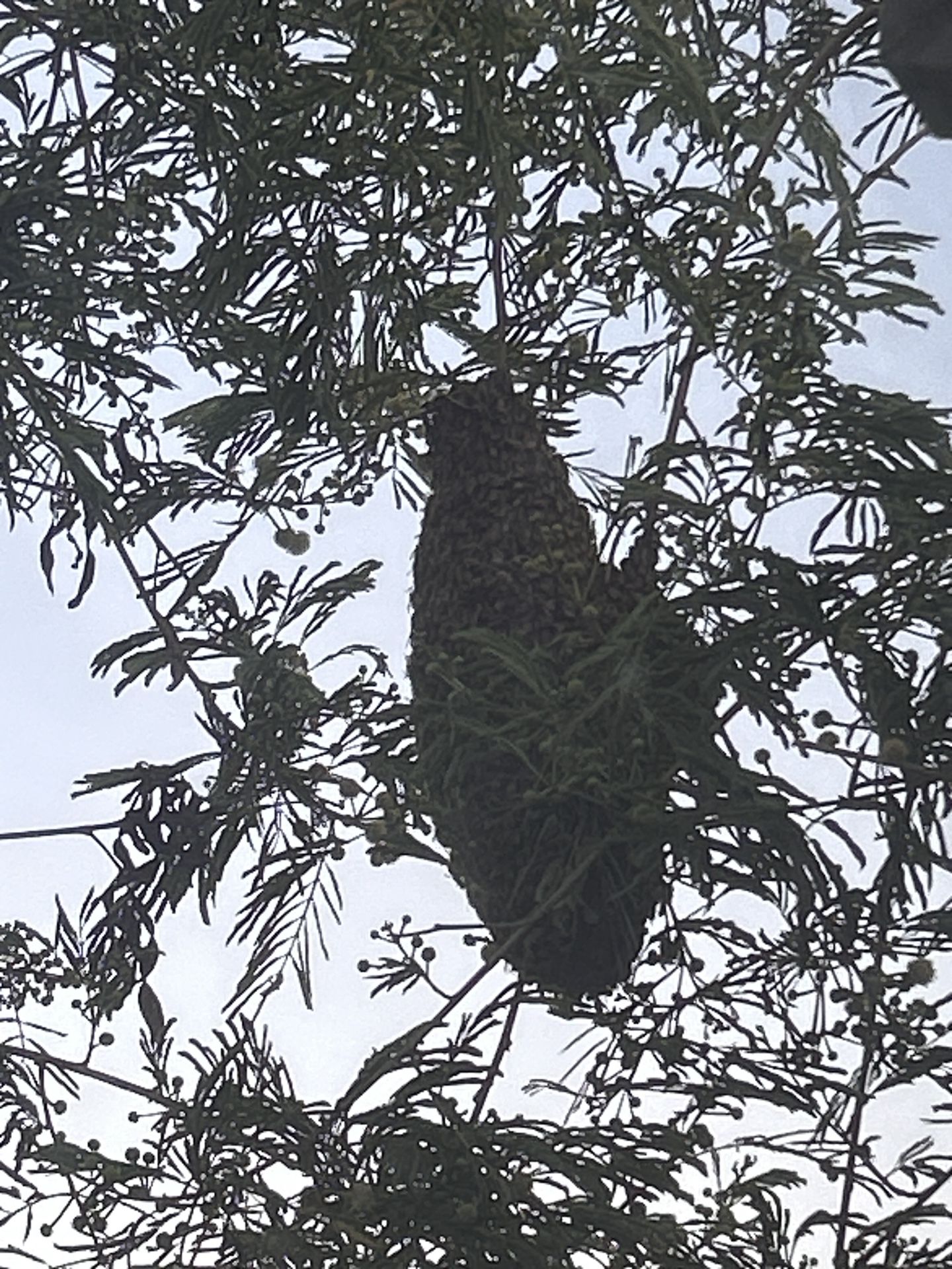 FREE BEE HIVE