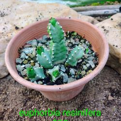 Euphorbia Resinifera 