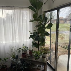 House Plant: Fiddle Leaf Fig - Ficus Lyrata 