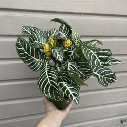 6” Zebra Plant