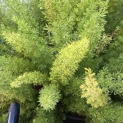 Asparagus Ferns Plant.