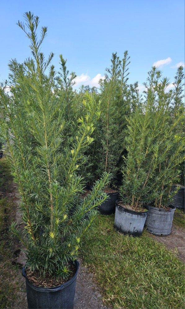 Podocarpus  About  7 Feet  Tall Instant Privacy Hedge  Full Green Ready For Planting Same Day Transportation 