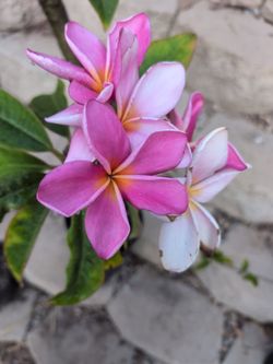 Pink Plumeria Plant 3 Tips