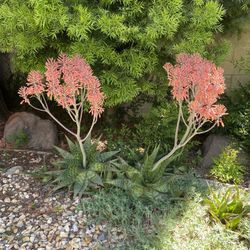 5-6 Large Aloe Plants + 2 Small Cacti