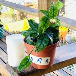 Live Monstera Siltepecana plant in a plastic nursery pot—firm price
