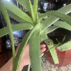 Very Healthy and Heavy 2 Aloe Vera plants in one pot, moving cant take it. must sell it to good hand