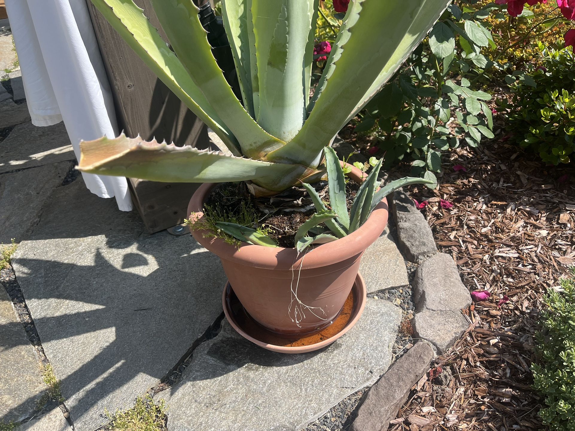 Agave Plants