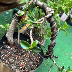 Ficus Bonsai Trained For Cascade 