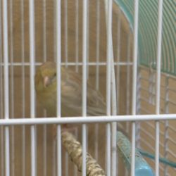 Cage And Bird 