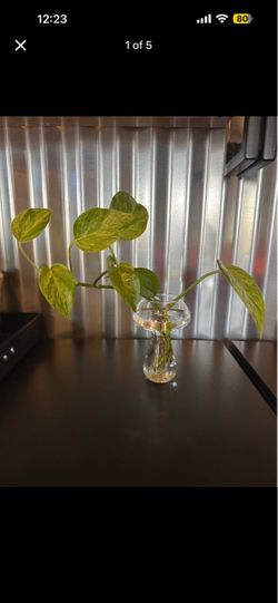 Small Glass Mushroom Propagation Vase with Plant