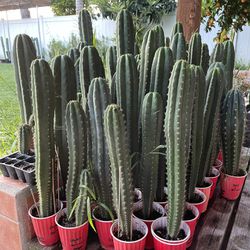 Rooted Trichocereus San Pedro Cactus Plants
