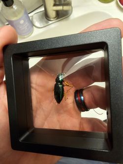 Virginia big headed tiger beetle framed specimen