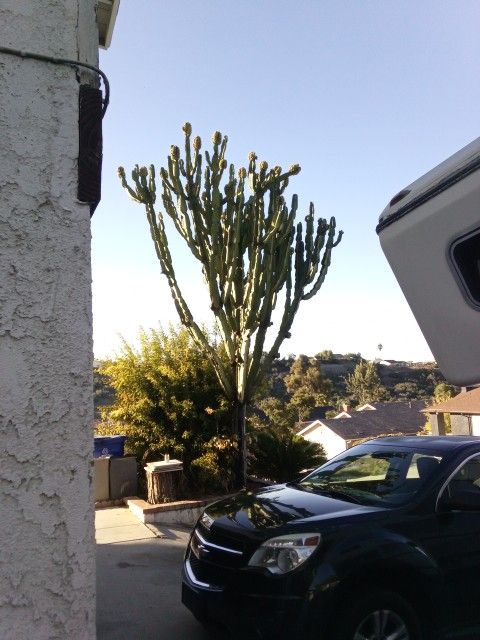 Very Big Cactus Cooler