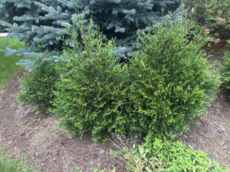 Beautiful Techny Arborvitae 3-4’ Tall-Priced to Sell