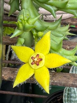 Orbea Semota Asclepiadaceae Succulents