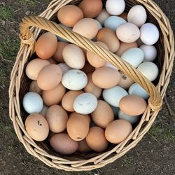 Fresh eggs