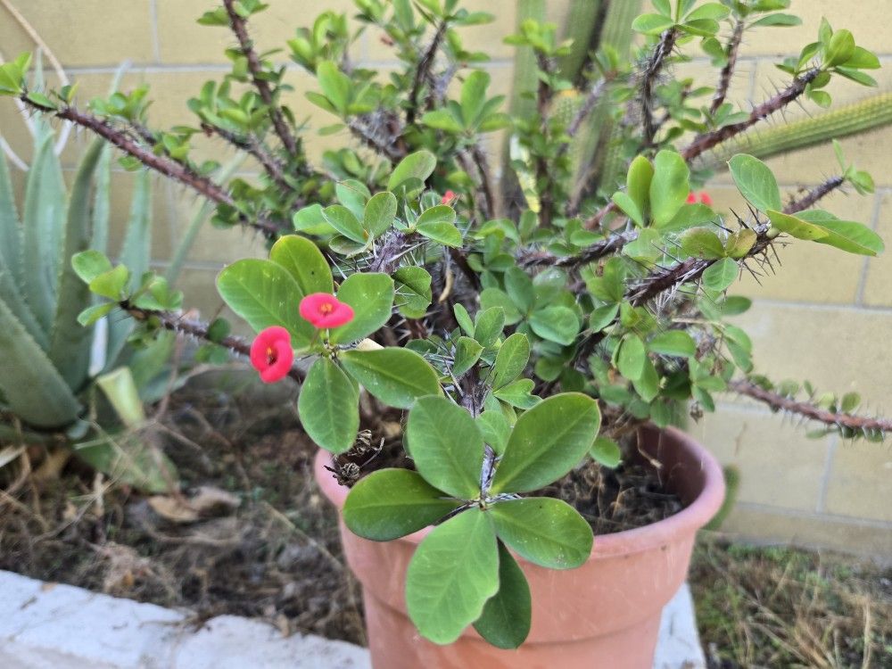 Plant of "Crown of Thorns"