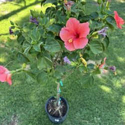 Red Hibiscus 