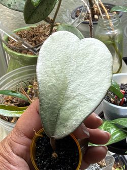 Hoya Kerrii silver