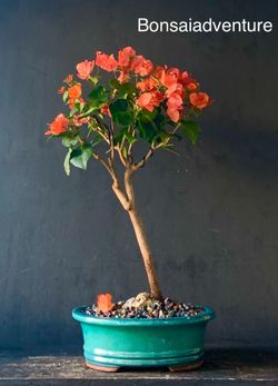 Bonsai Bougainvillea 