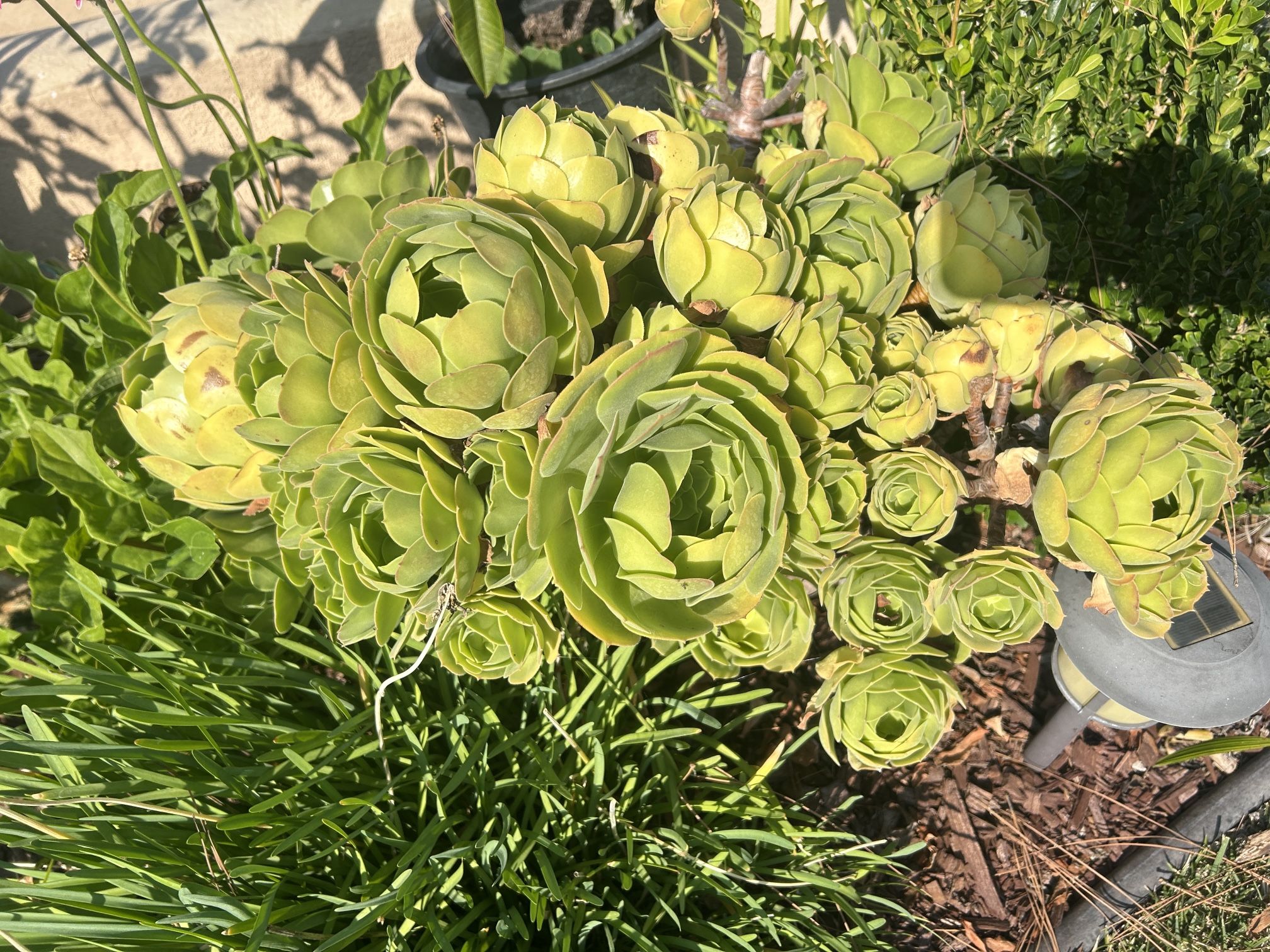 Large Succulent Plant