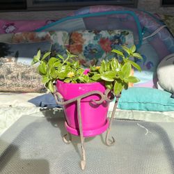 SUNNY.  ROSE. FLOWERING. PLANT