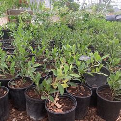 Ficus Plants 