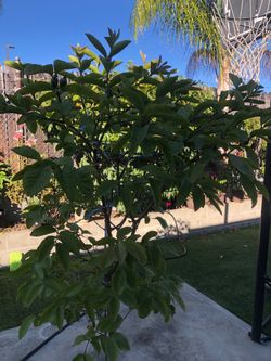 Guava tree