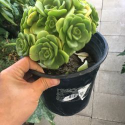 Beautiful Green Banquet Succulent Flower Plant 