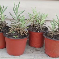 Kalanchoe Mother Of Millions Succulent Plants 🪴 $4 Each 