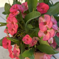 New 2026 Crown Of Thorn Blooming Flowers Beautiful 