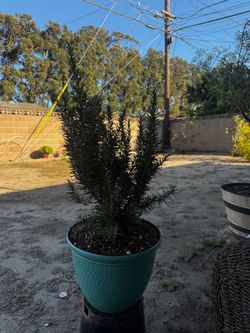 Rosemary
