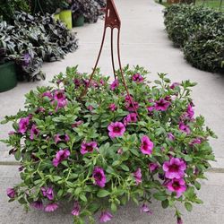 CALIBRACHOA, Beautiful And Healthy HANGING BASKETS PLANTS ARRIVED. $14 each