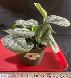 Scindapsus Pictus ‘Exotica’   #1
