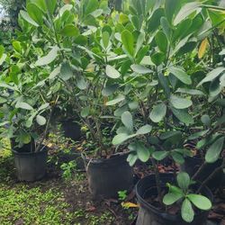 Clusias Plants For Inmediate Privacy!!! 4 Feet Tall! Fertilized 