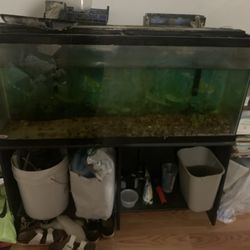 55 Gallon Fish Tank