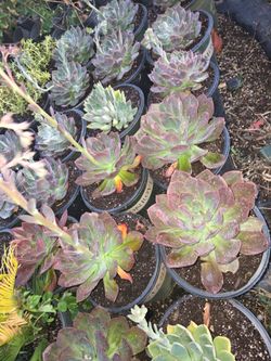 Echeverias