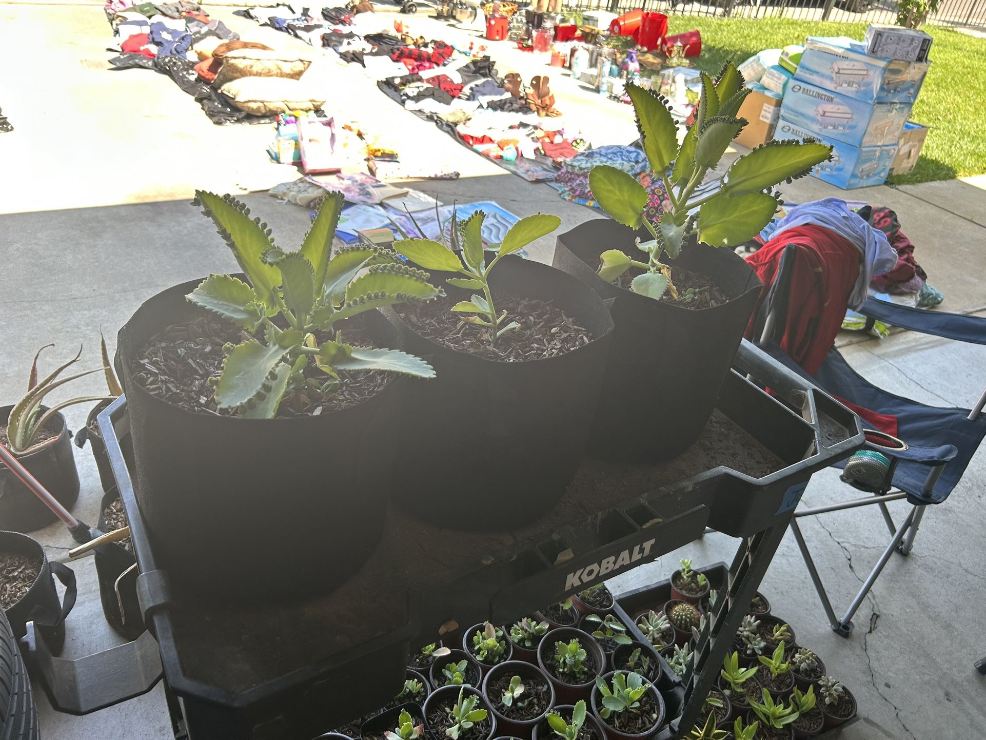 Succulent/Plants