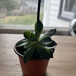 Full Succulent Plant