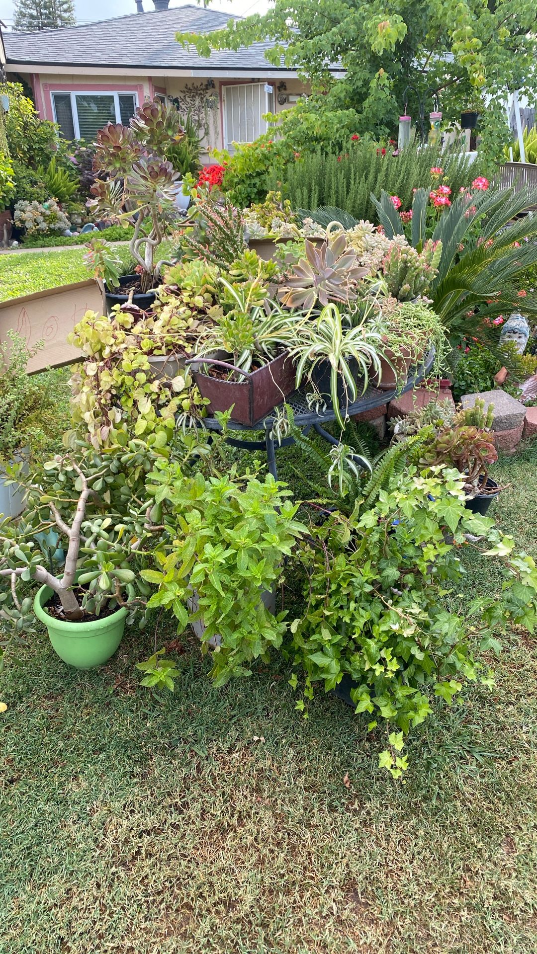 BEAUTIFUL PLANTS 4SALE $5-$10