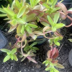 Plant For Garden$5 Plant Suculent 