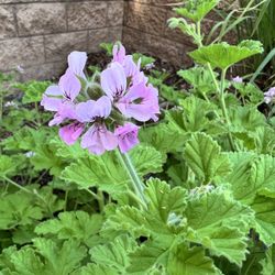Rose-scented Geranium Plant