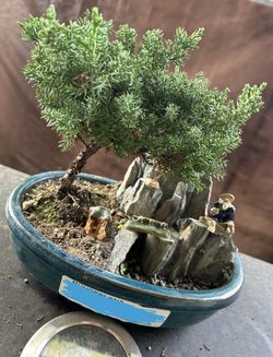 Bonsai Pot Custom