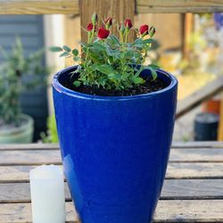 Live outdoor mini rose 🌹 bush plant in a Le Beau ceramic planter pot—firm price