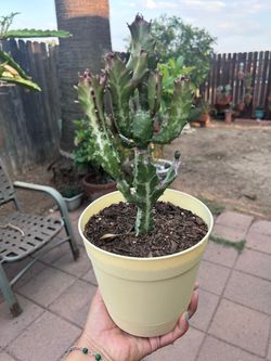 Euphorbia cactus plant