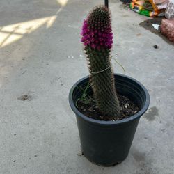 Cactus Plant